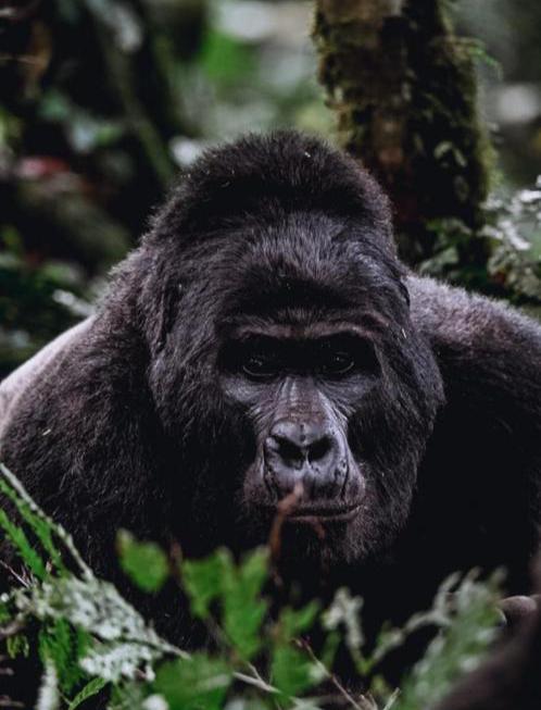 Gorilla/Primate Trekking Adventure: